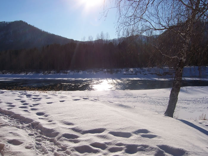 The bank of the Katun River in January